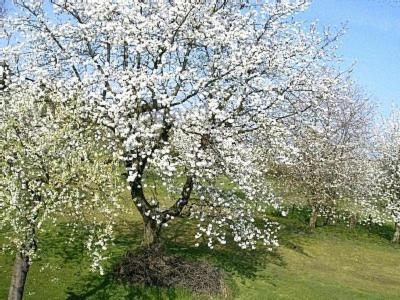 Ferienwohnung Kaiser Reifferscheid  Εξωτερικό φωτογραφία